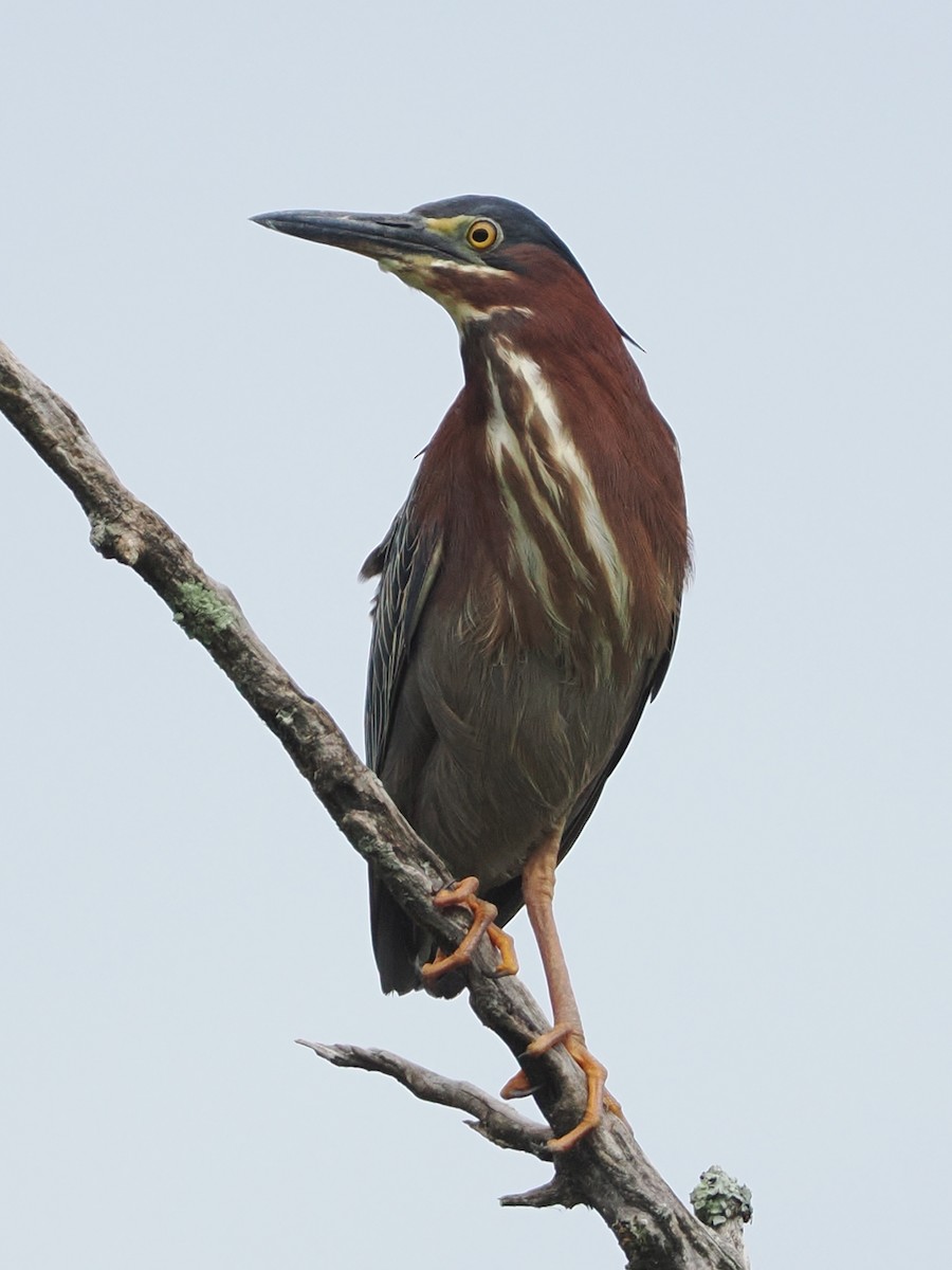 Green Heron - ML621443649