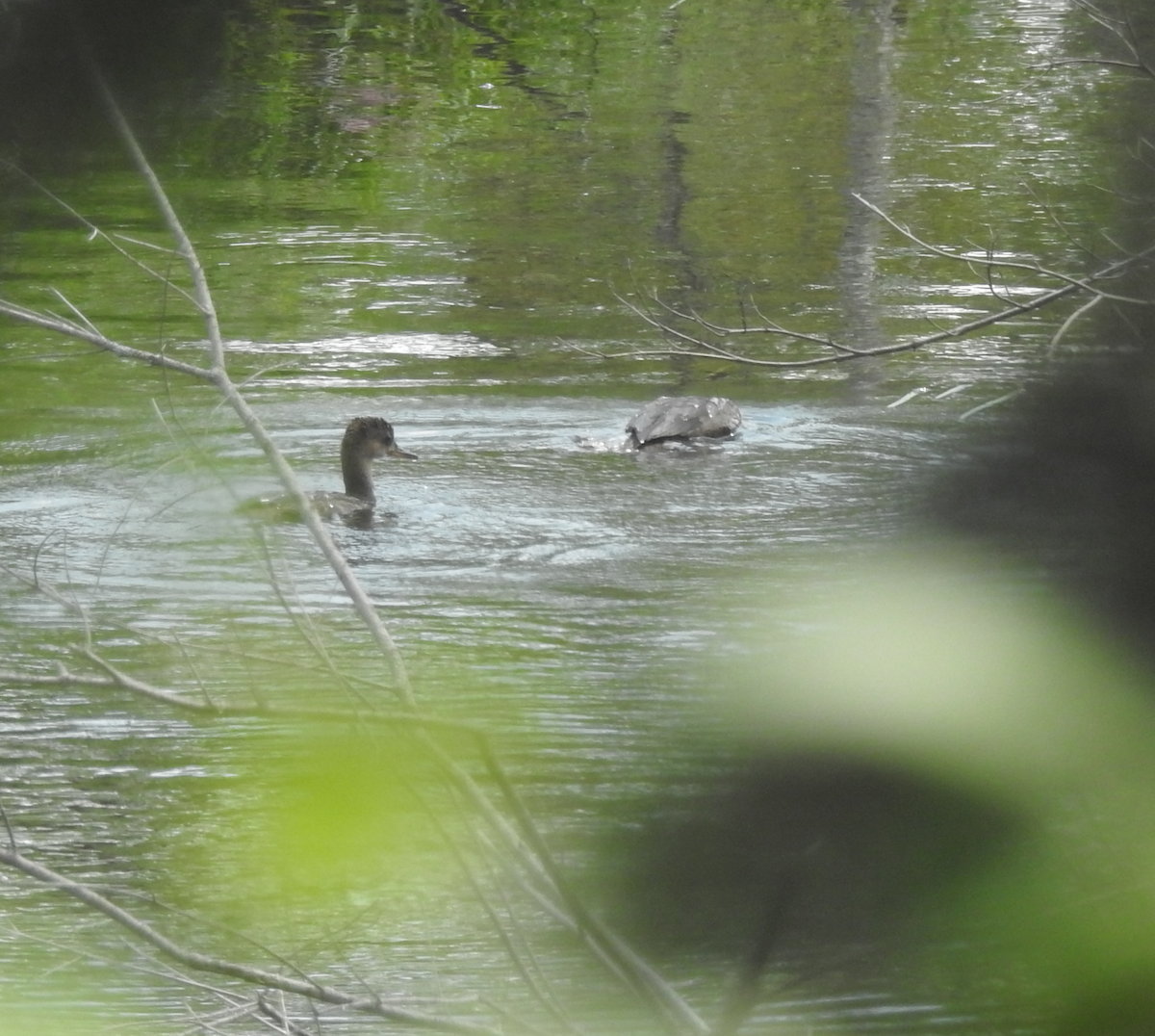 Hooded Merganser - ML621443653