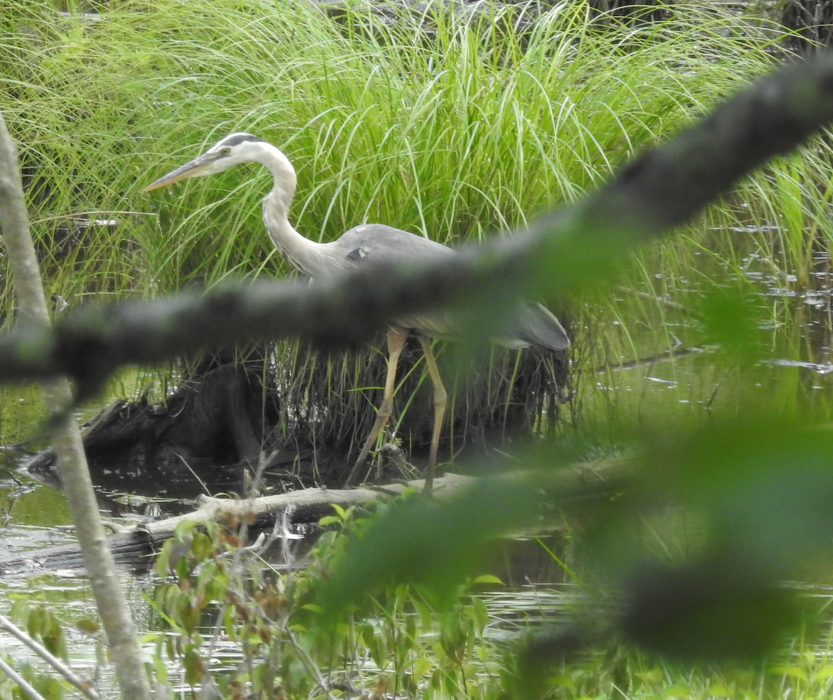 Great Blue Heron - ML621443657