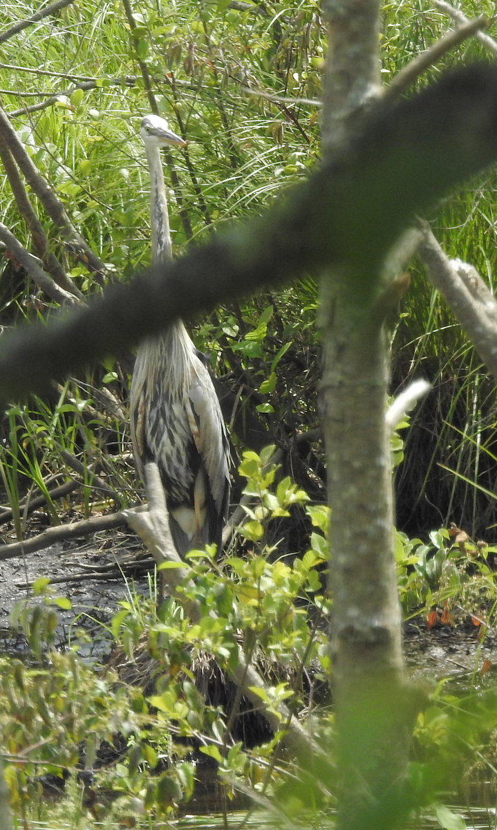 Great Blue Heron - ML621443658