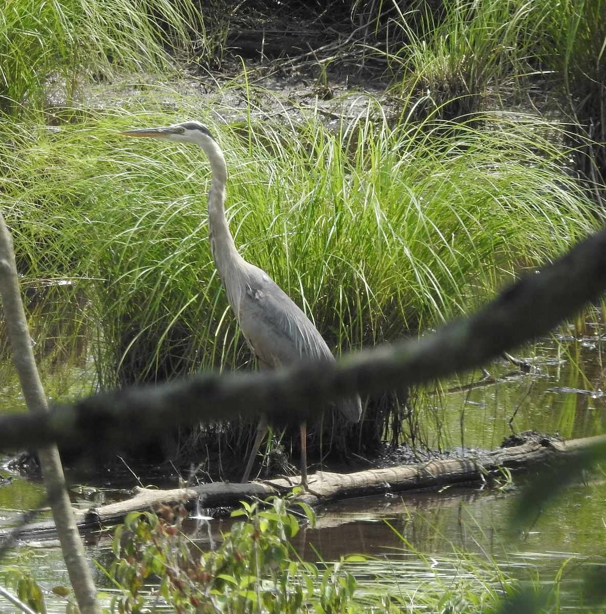 Great Blue Heron - ML621443659