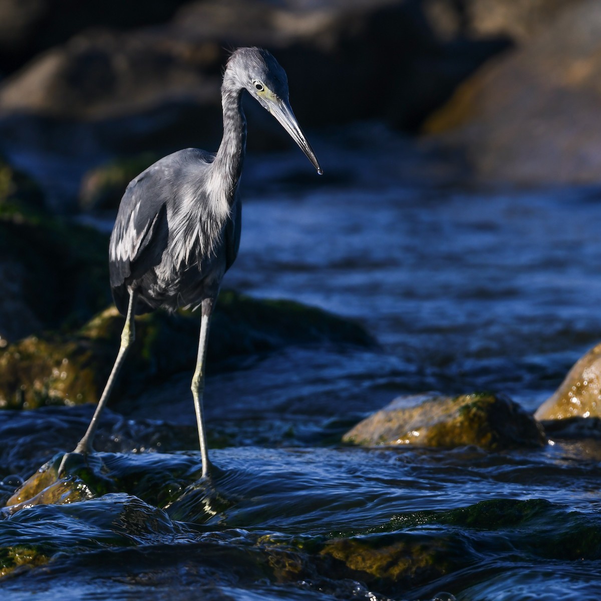 Little Blue Heron - ML621443662