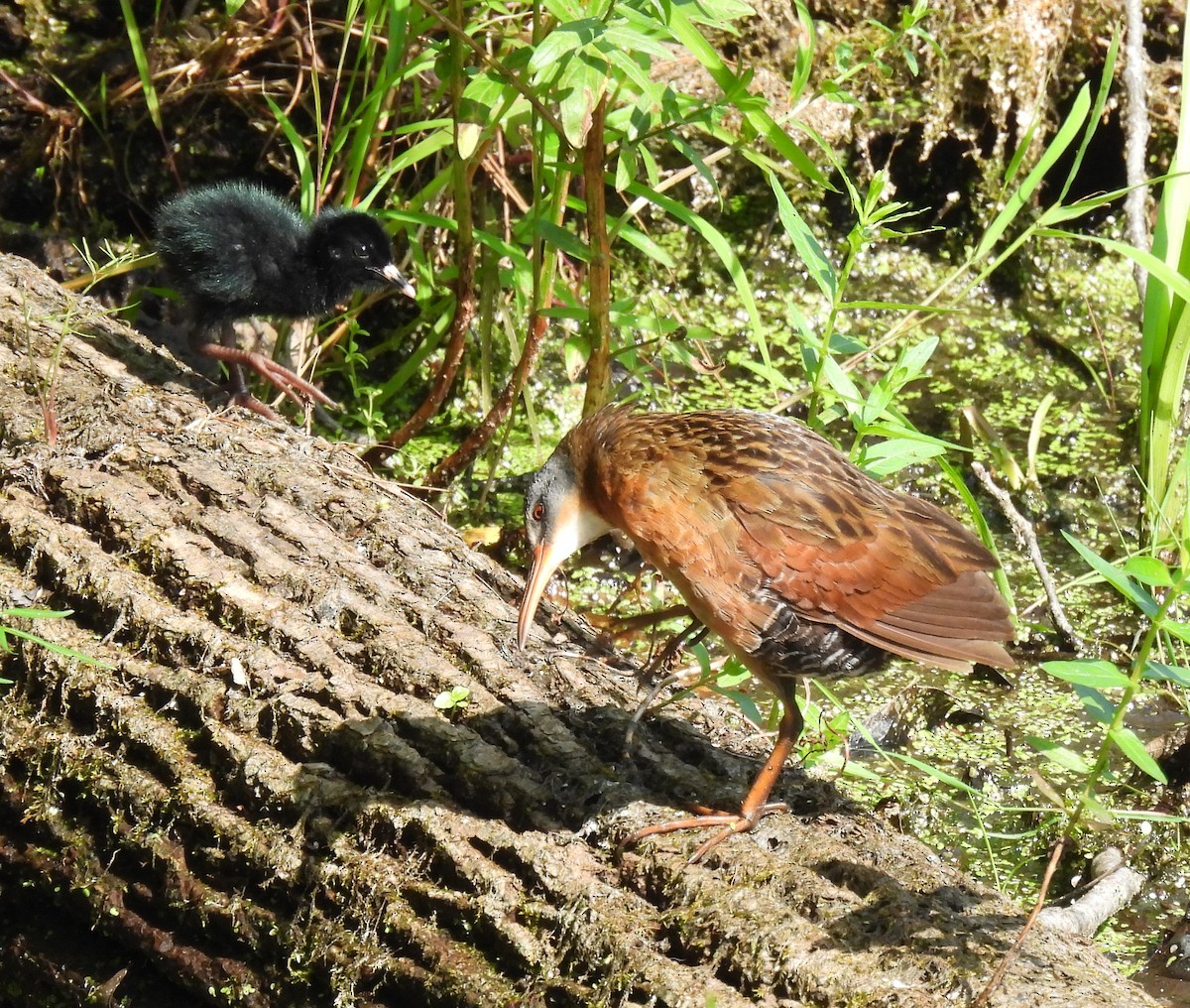 Virginia Rail - ML621443669