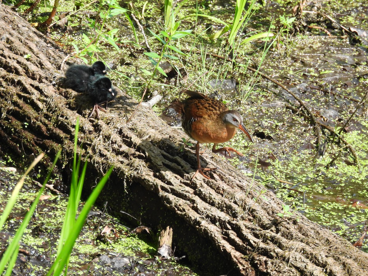 Virginia Rail - ML621443670