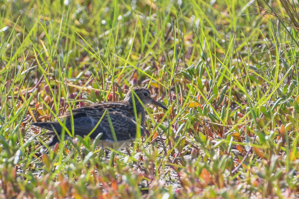 Pectoral Sandpiper - ML621443671