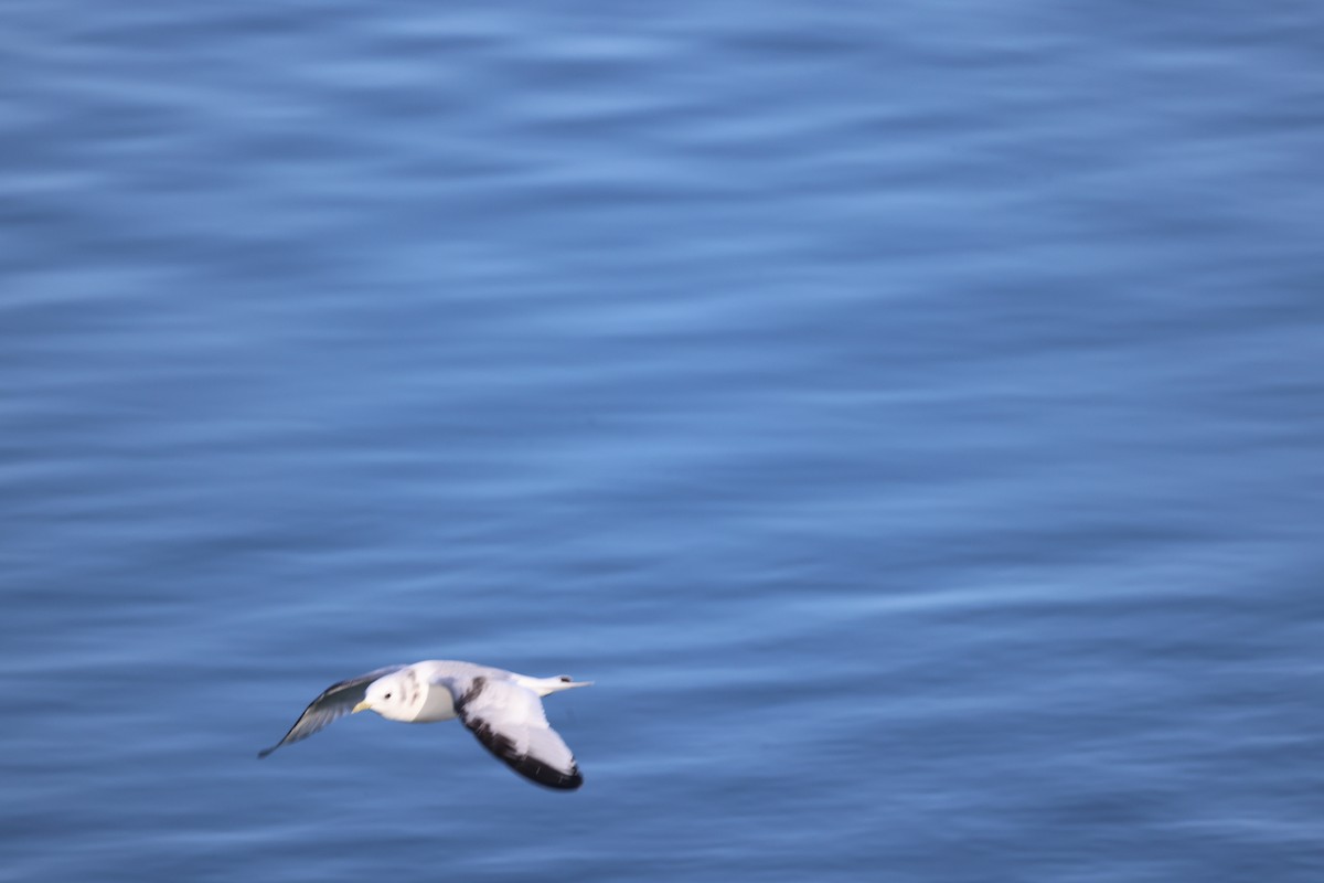 Black-legged Kittiwake - ML621443675