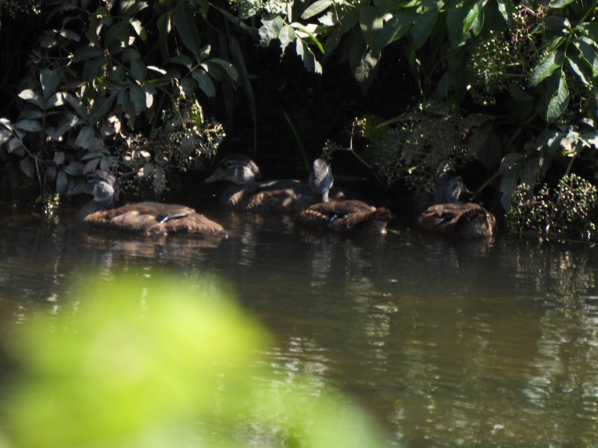 Wood Duck - Sandy Sanders