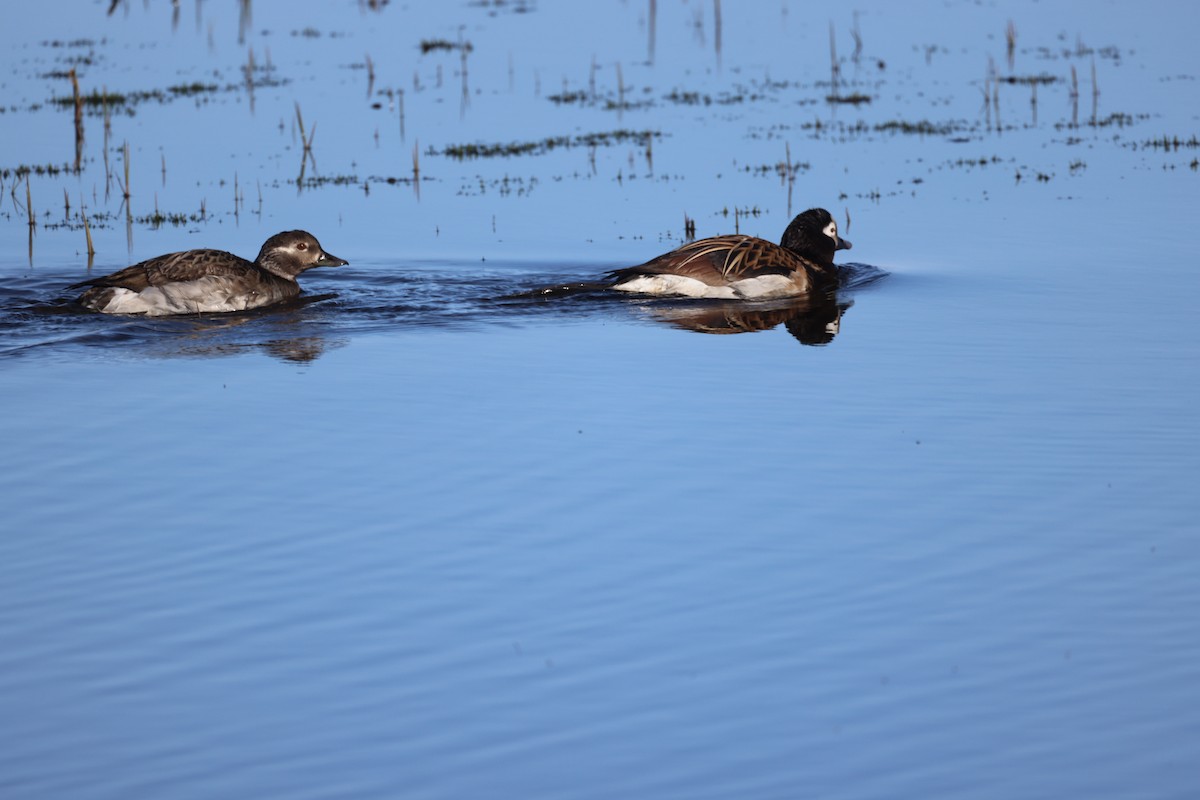 Long-tailed Duck - ML621443726