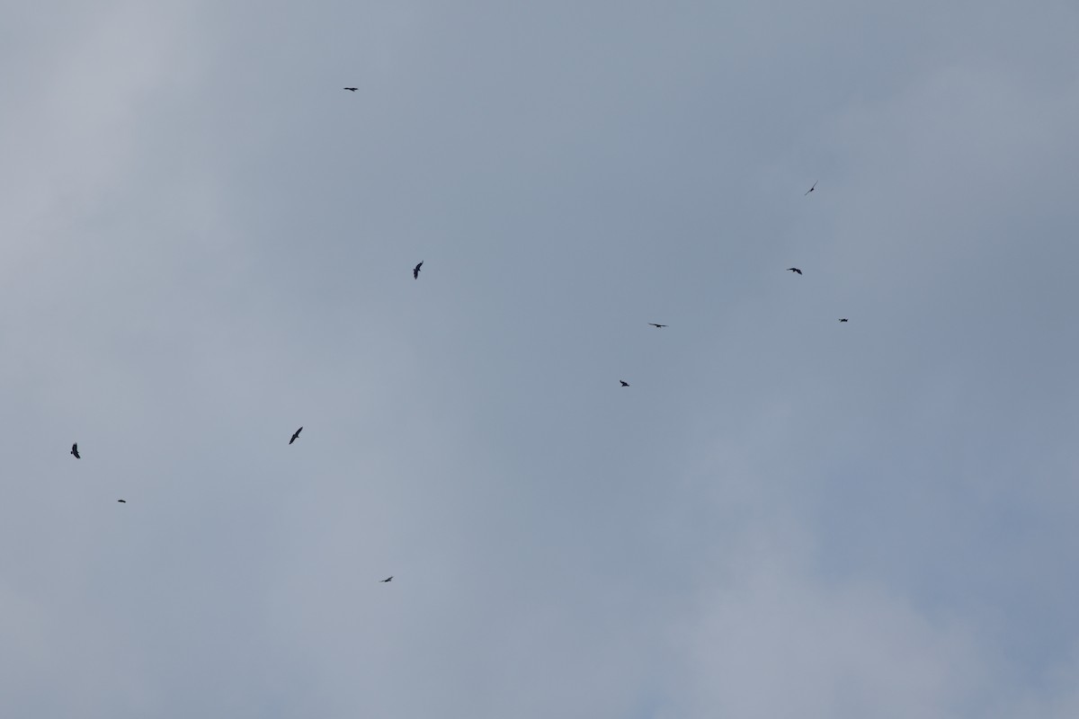 Black Vulture - ML621443804