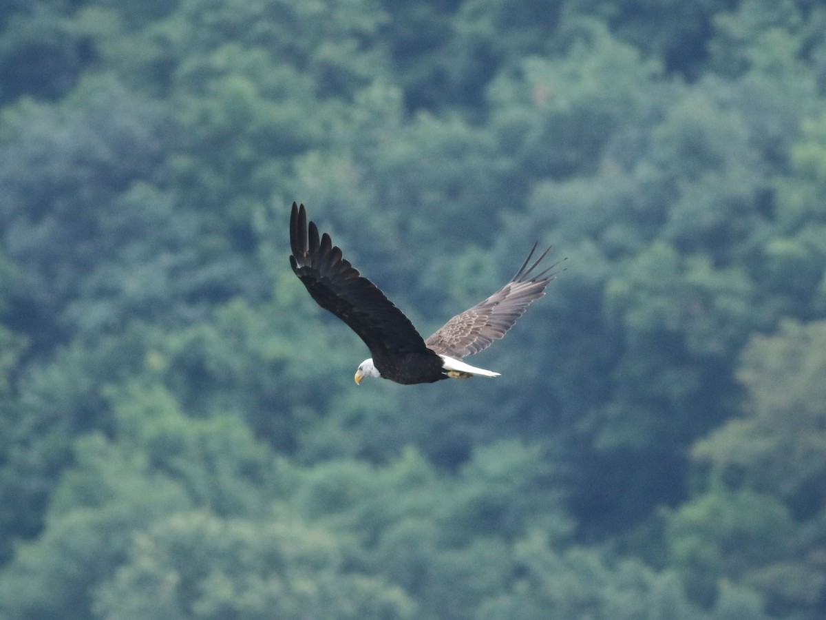 Bald Eagle - ML621443808