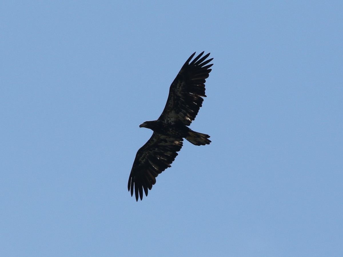 Bald Eagle - ML621443809