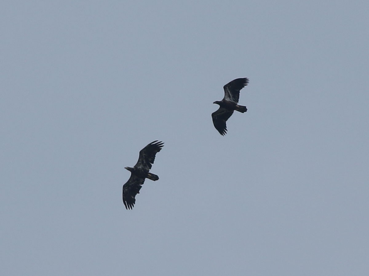 Bald Eagle - ML621443810