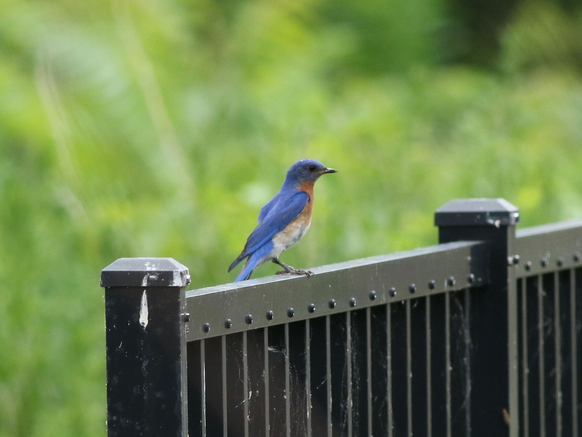 Eastern Bluebird - ML621443812