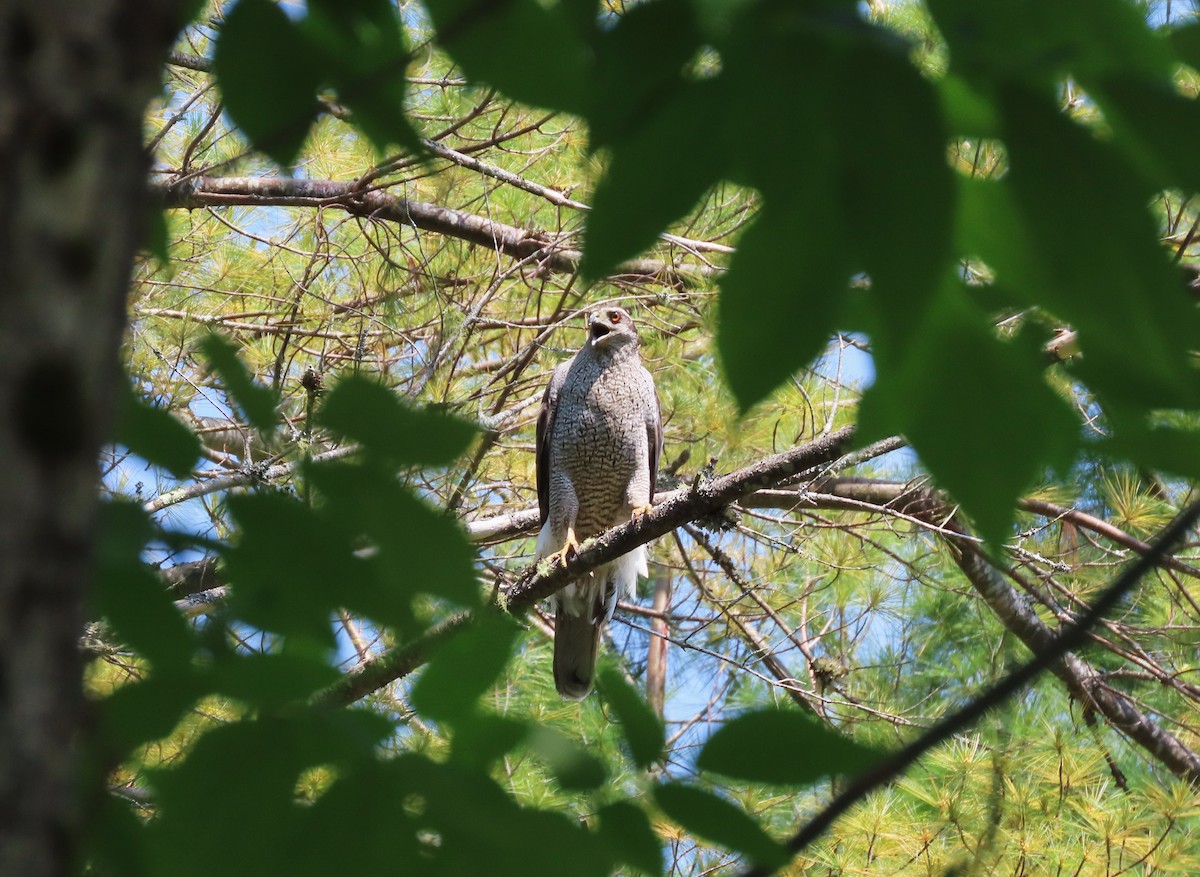 American Goshawk - ML621443918