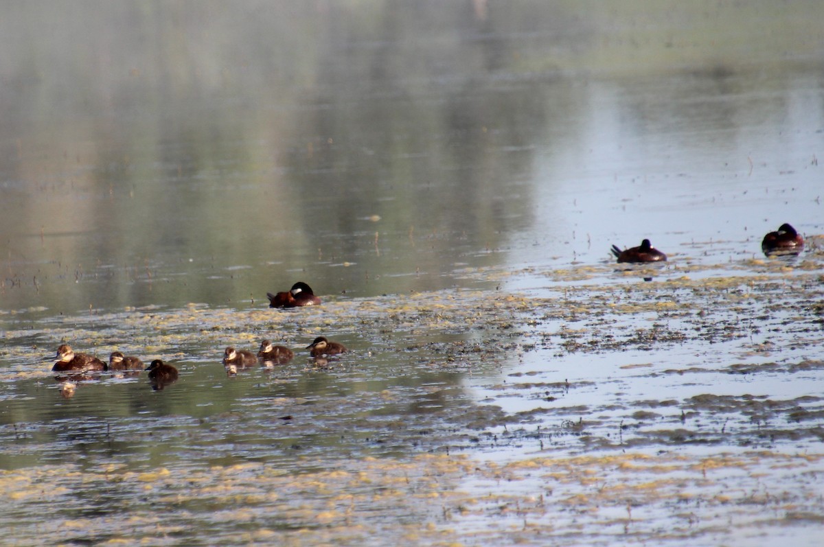 Ruddy Duck - ML621443929