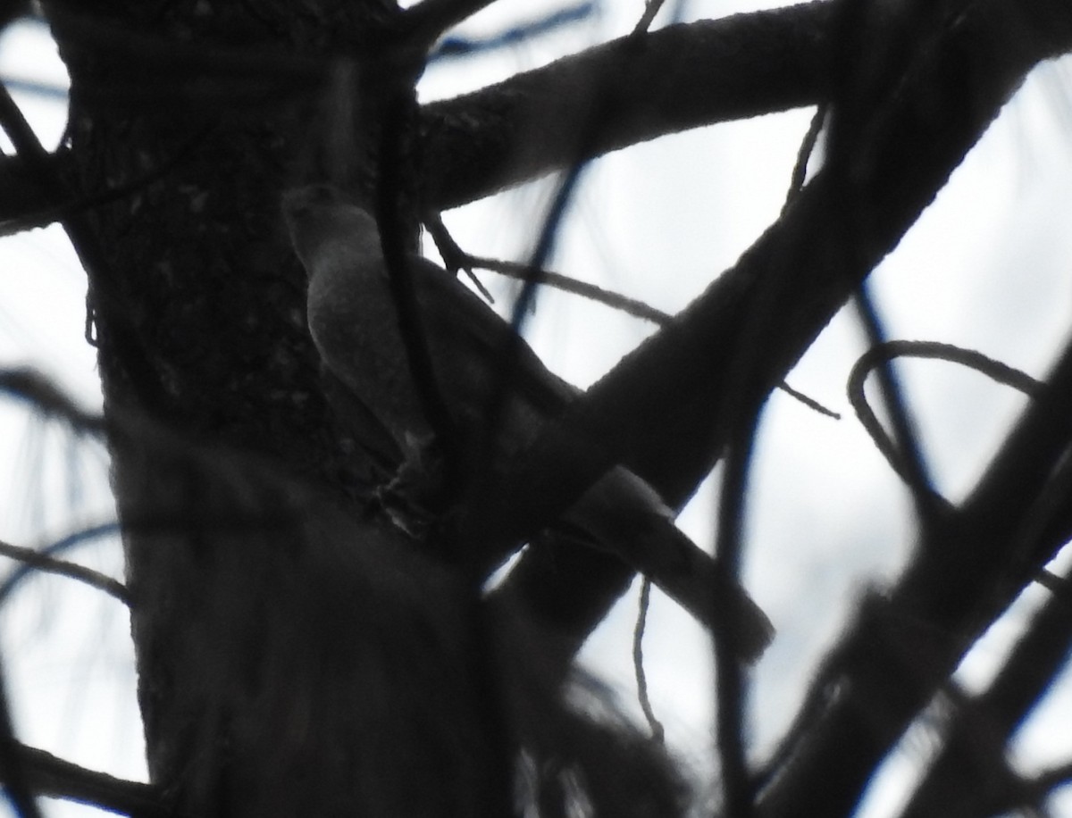 Accipiter sp. - ML62144401