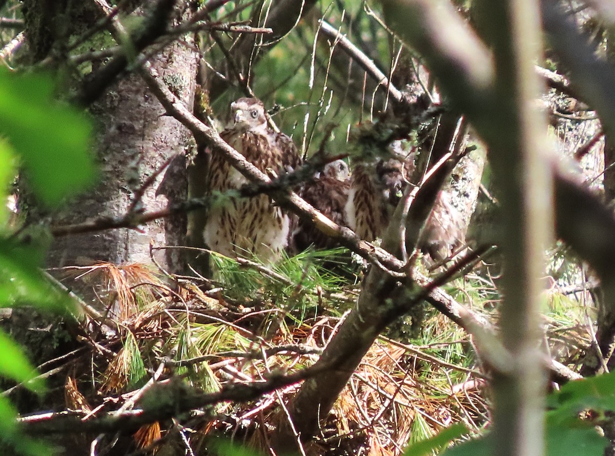 American Goshawk - ML621444049