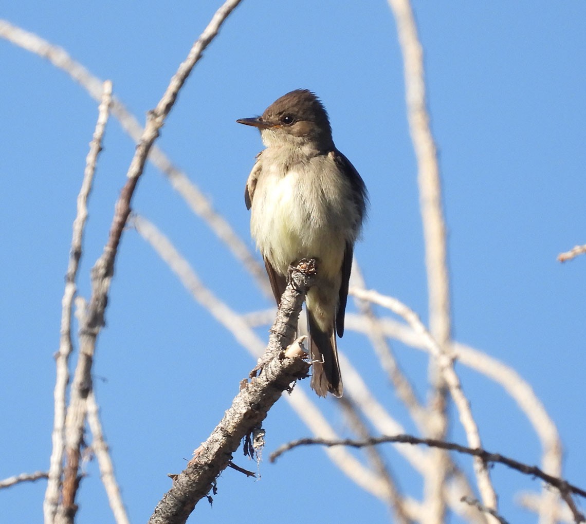 Western Wood-Pewee - ML621444086