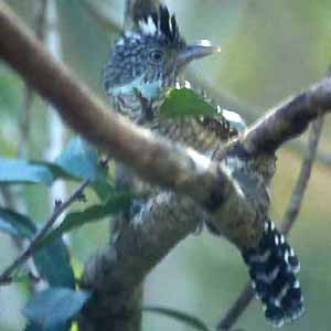 Barred Antshrike - ML62144411