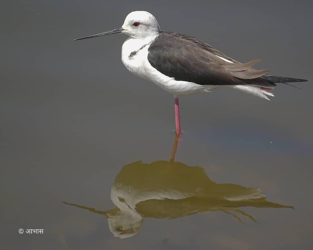 Black-winged Stilt - Abhas Katra Singh