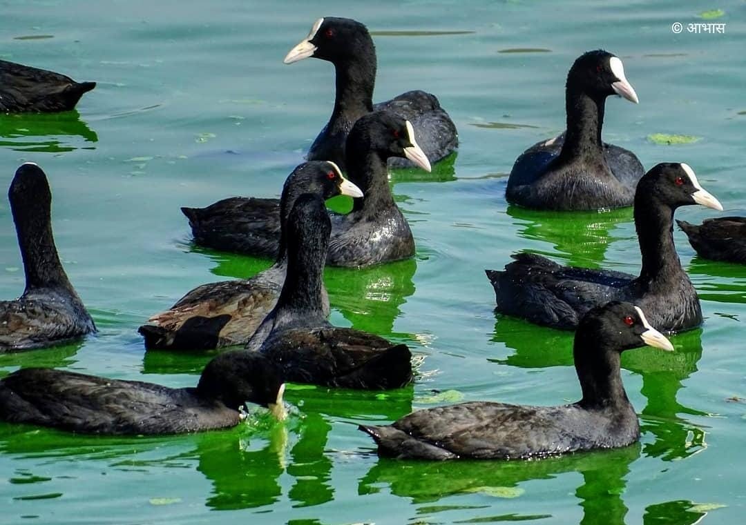 Eurasian Coot - ML621444153