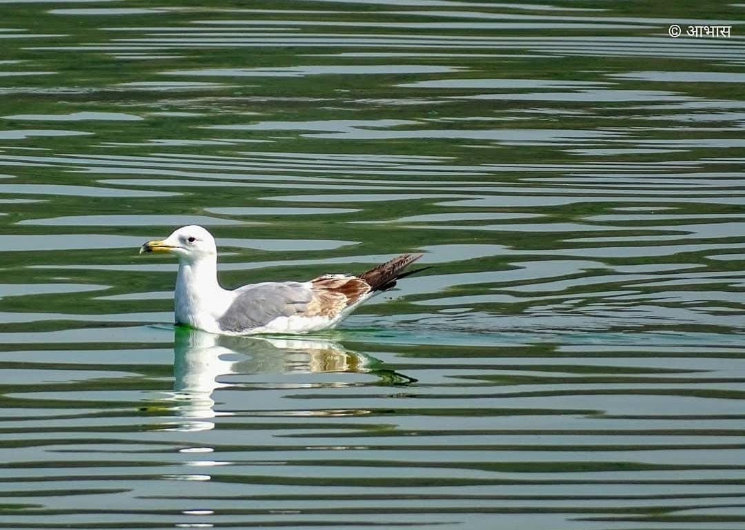 Lesser Black-backed Gull - ML621444157