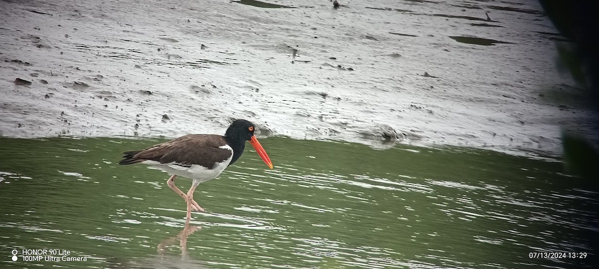 American Oystercatcher - ML621444173