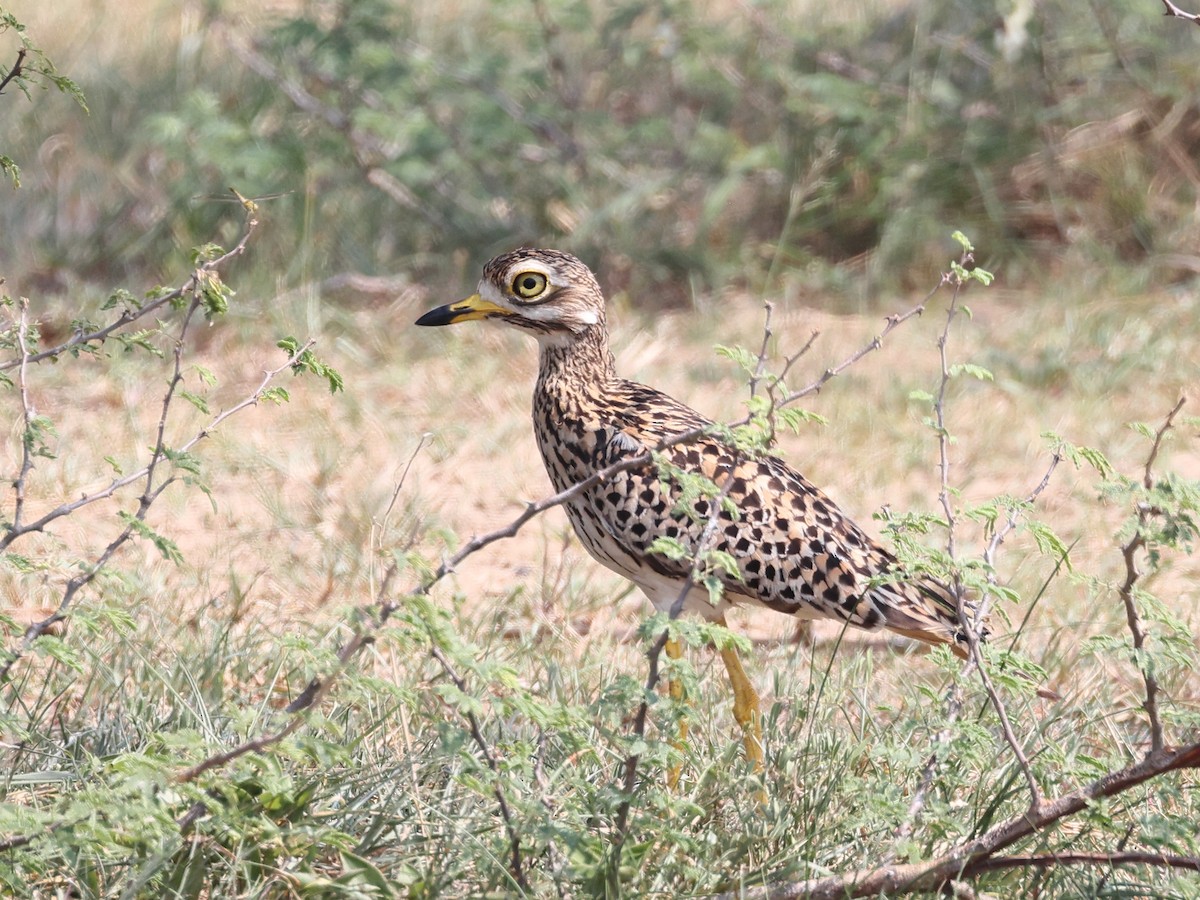 Spotted Thick-knee - ML621444216