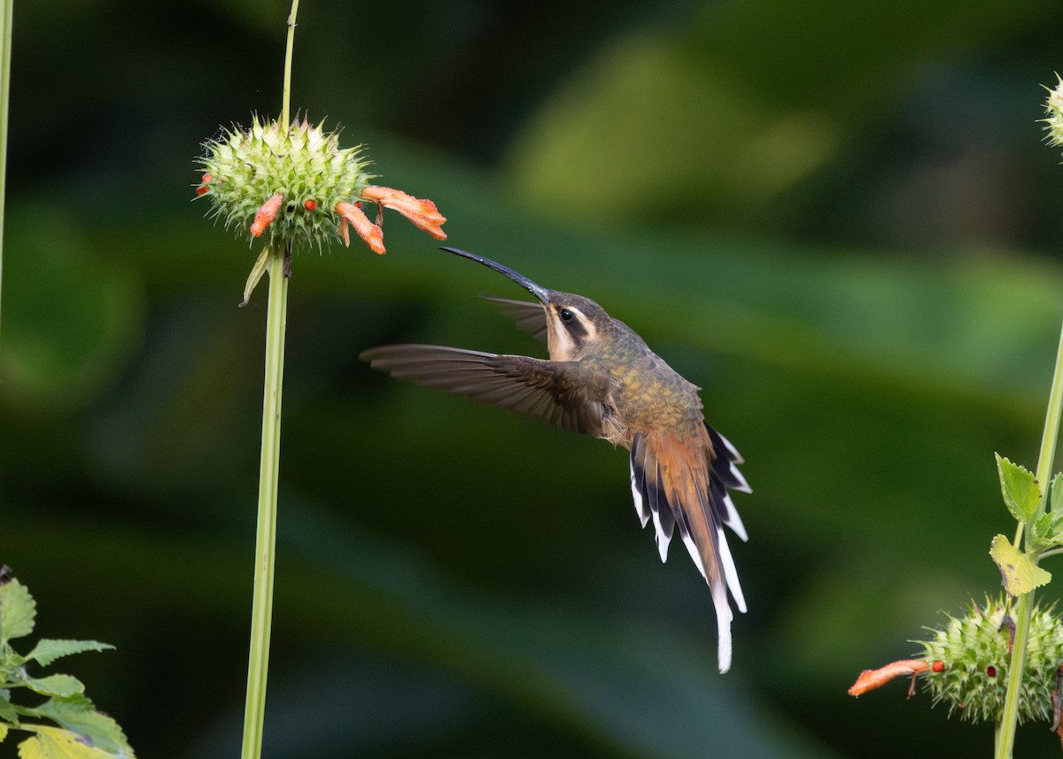 Planalto Hermit - Silvia Faustino Linhares