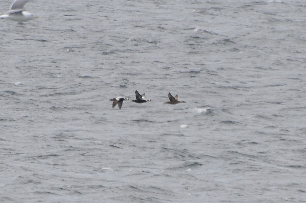 Spectacled Eider - ML621444359