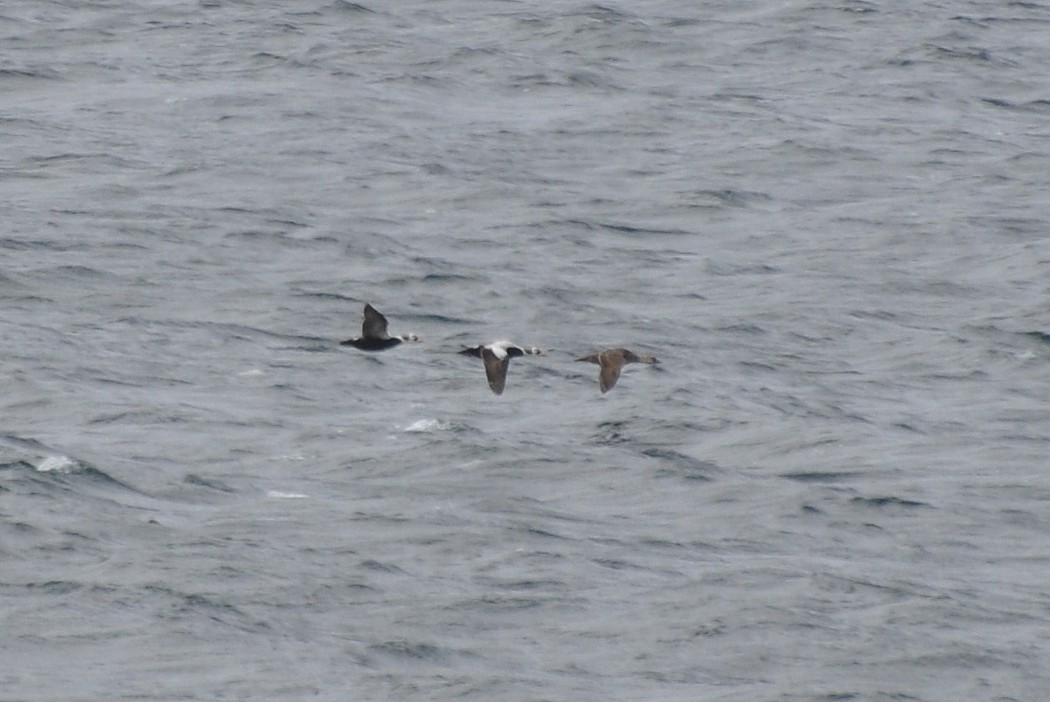 Spectacled Eider - ML621444360