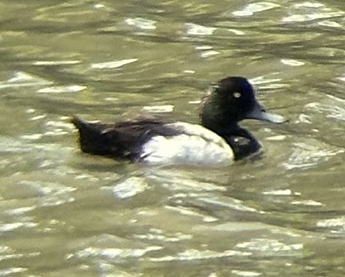 Greater/Lesser Scaup - ML621444395