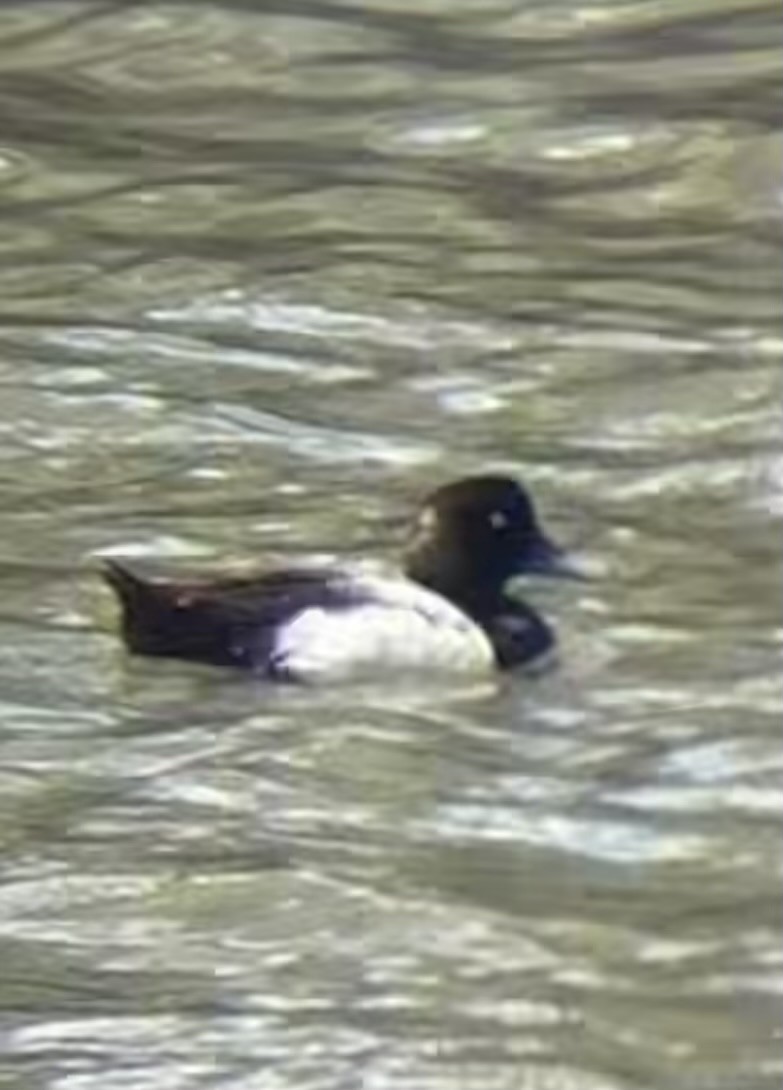 Greater/Lesser Scaup - ML621444396