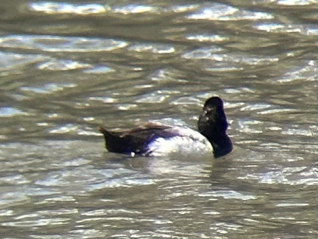 Greater/Lesser Scaup - ML621444397