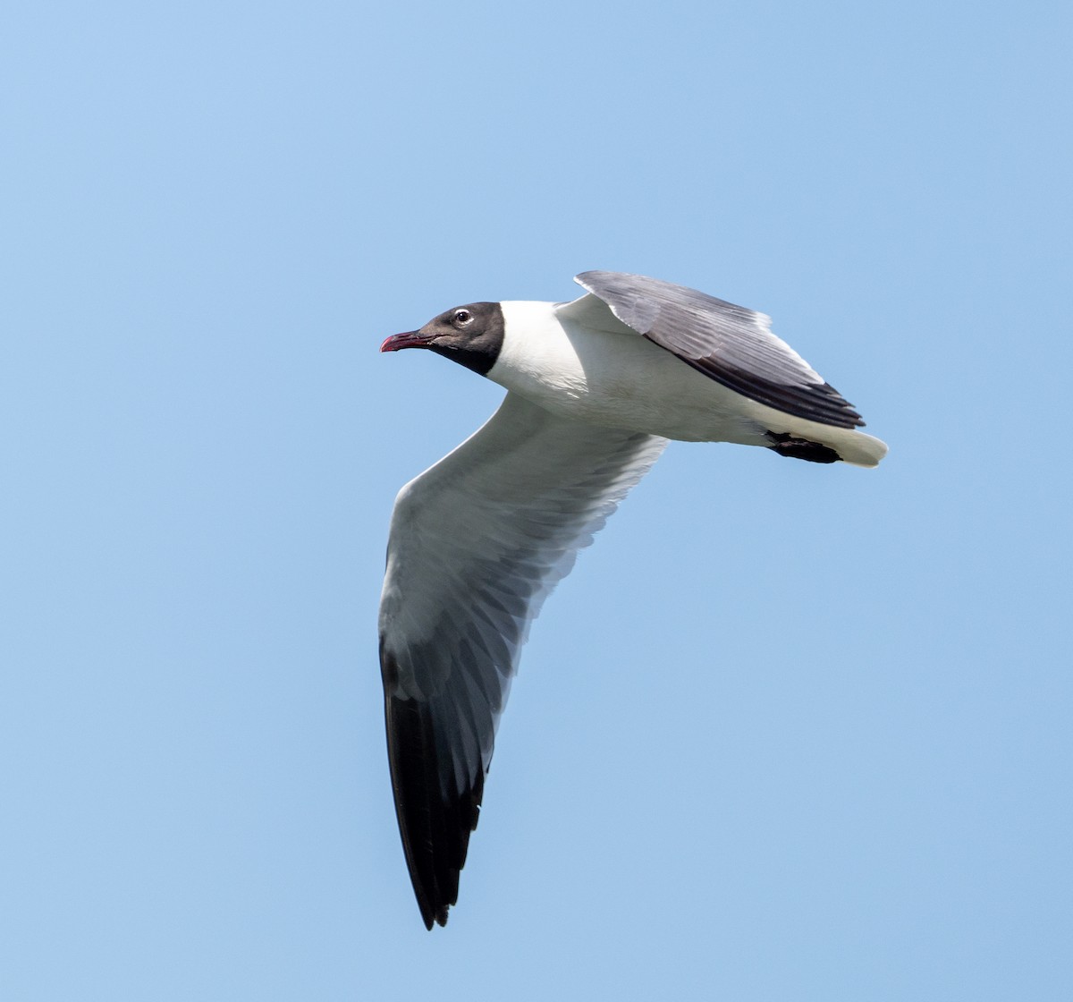 Laughing Gull - ML621444398