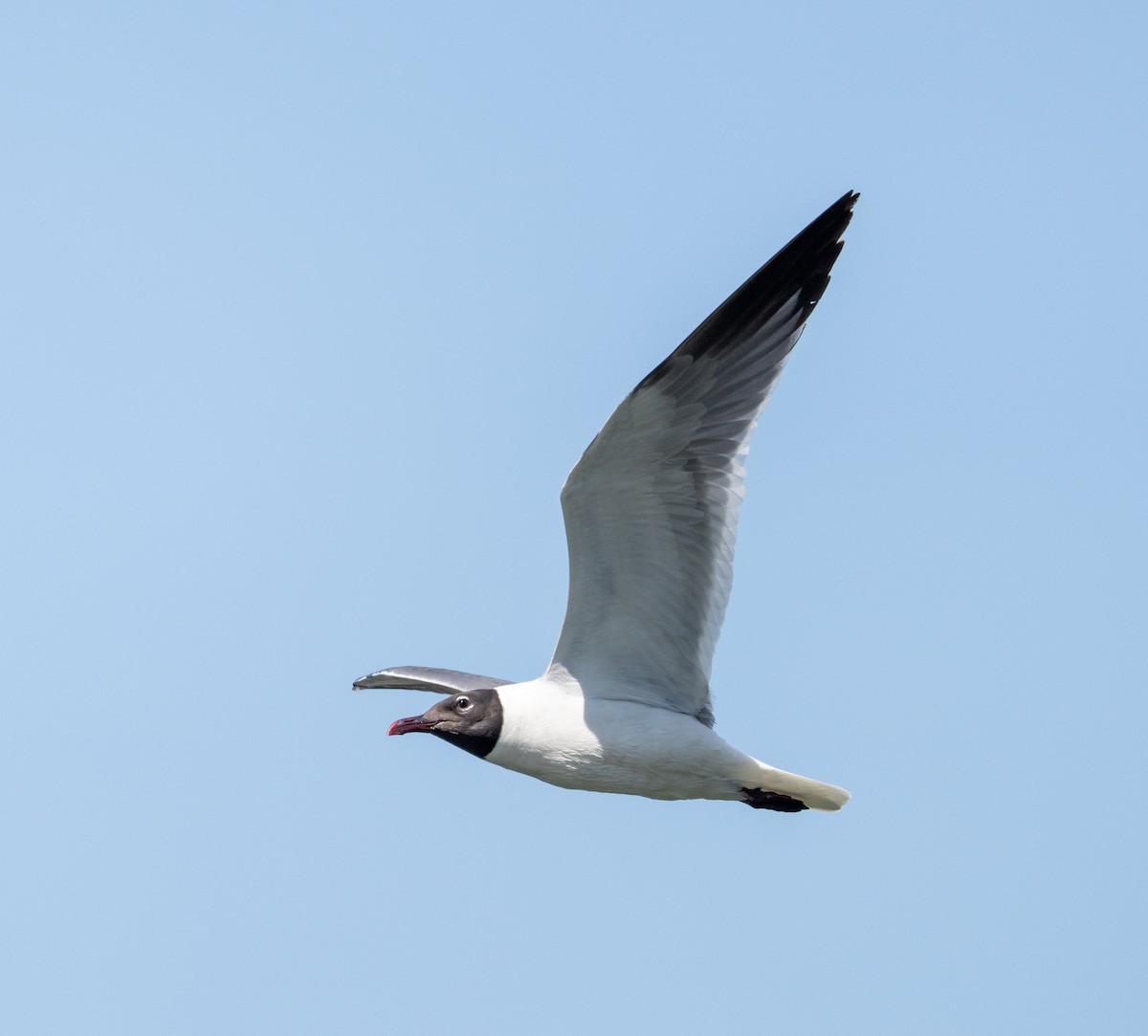 Laughing Gull - ML621444400