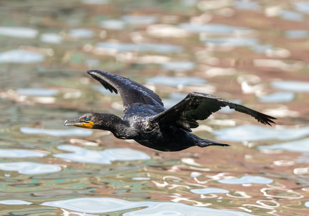 Double-crested Cormorant - ML621444407