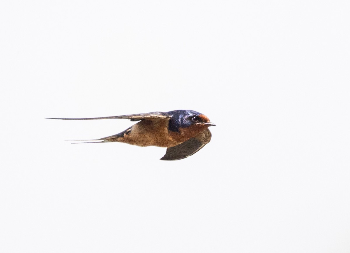 Barn Swallow - ML621444414