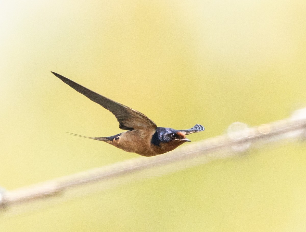 Barn Swallow - ML621444415