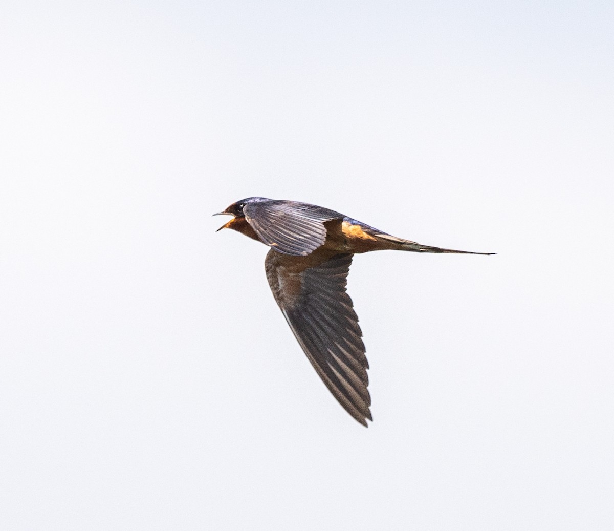 Barn Swallow - ML621444416