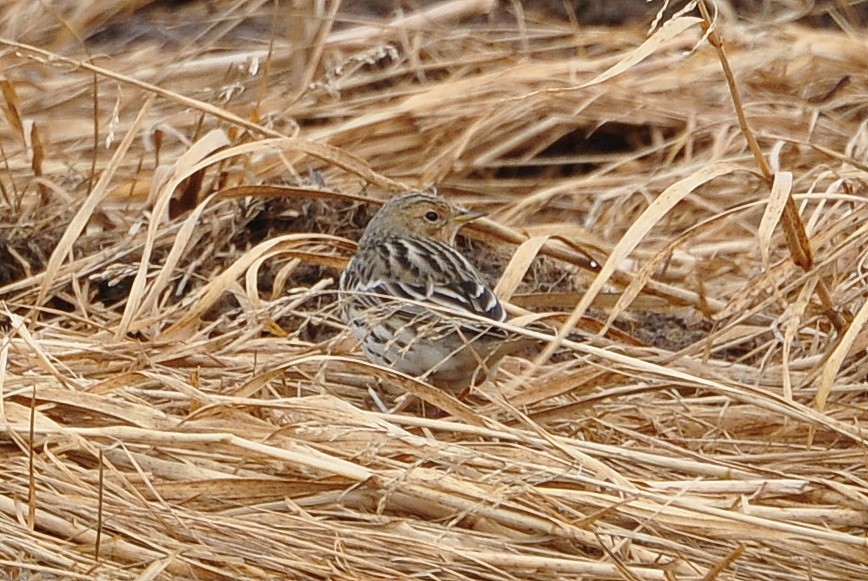 Red-throated Pipit - ML621444421