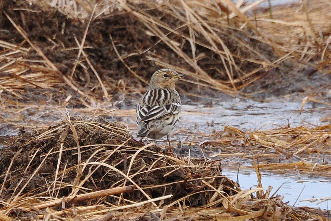 Red-throated Pipit - ML621444422