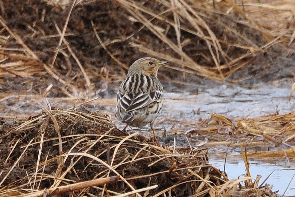 Red-throated Pipit - ML621444423