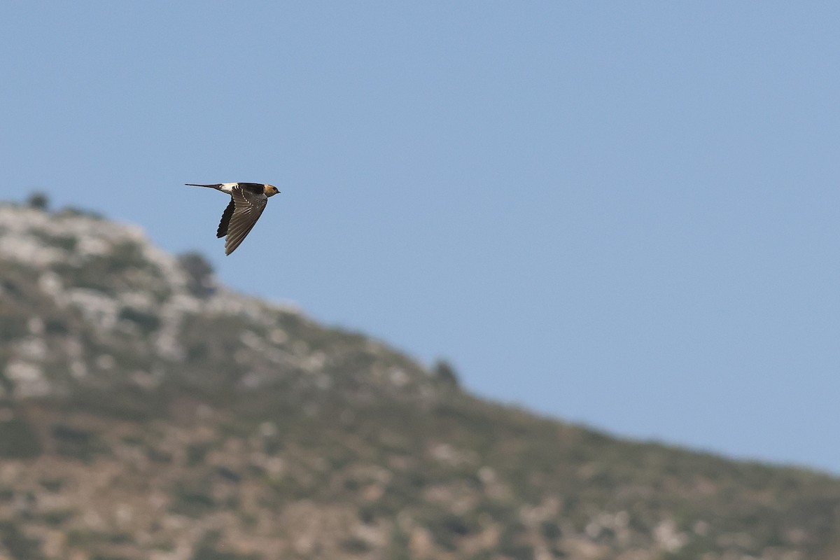 European Red-rumped Swallow - Aris Vouros