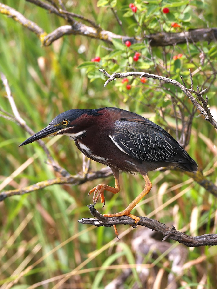 Green Heron - ML621444534