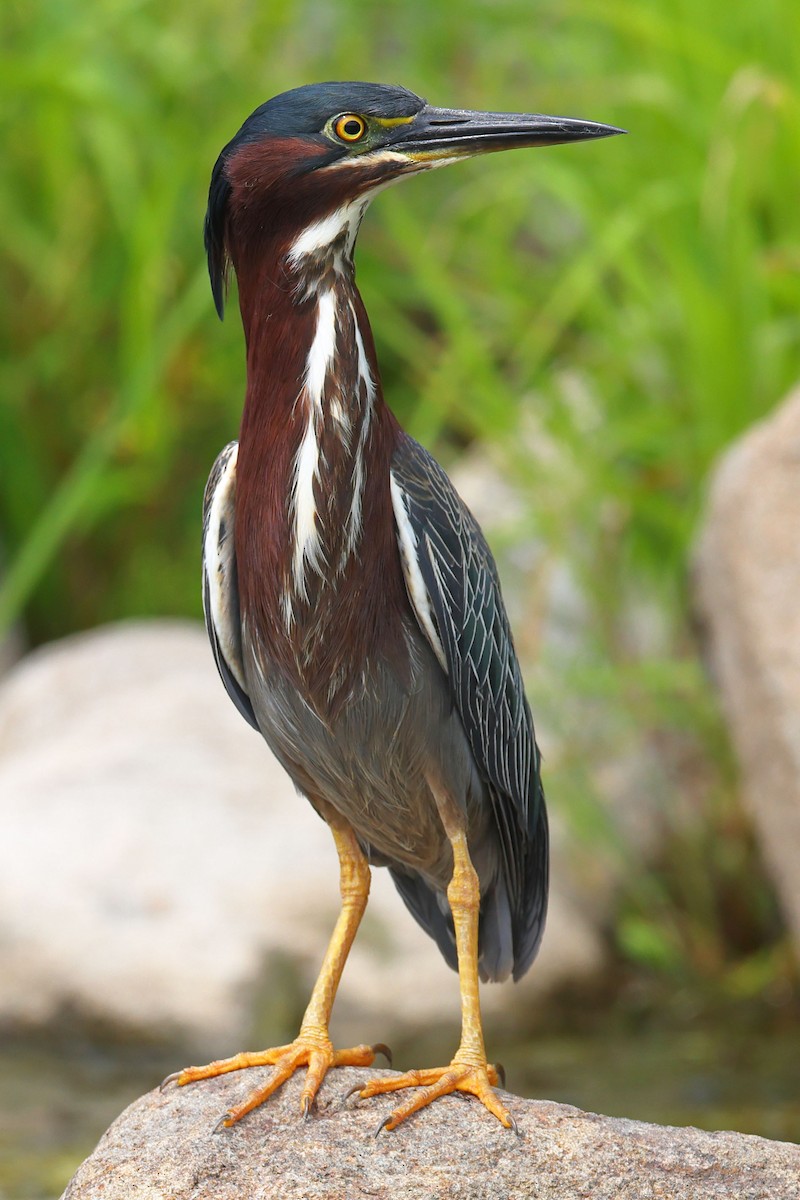 Green Heron - ML621444535