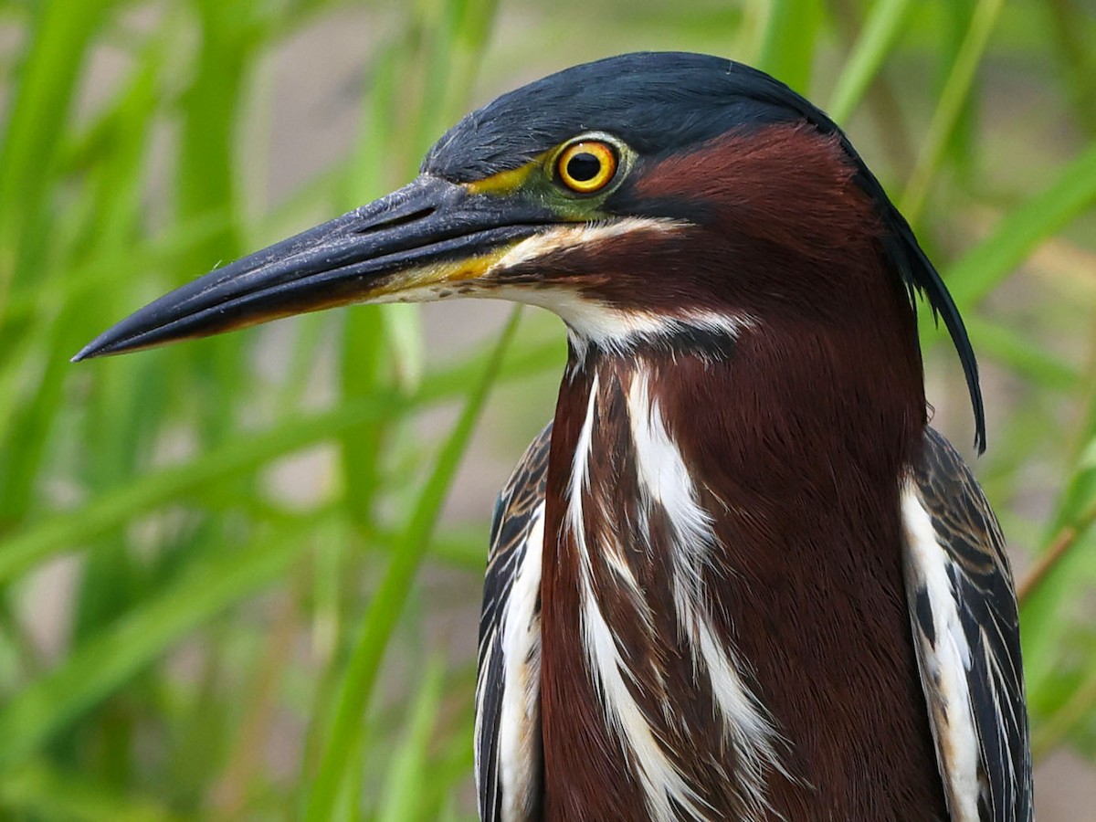 Green Heron - ML621444536