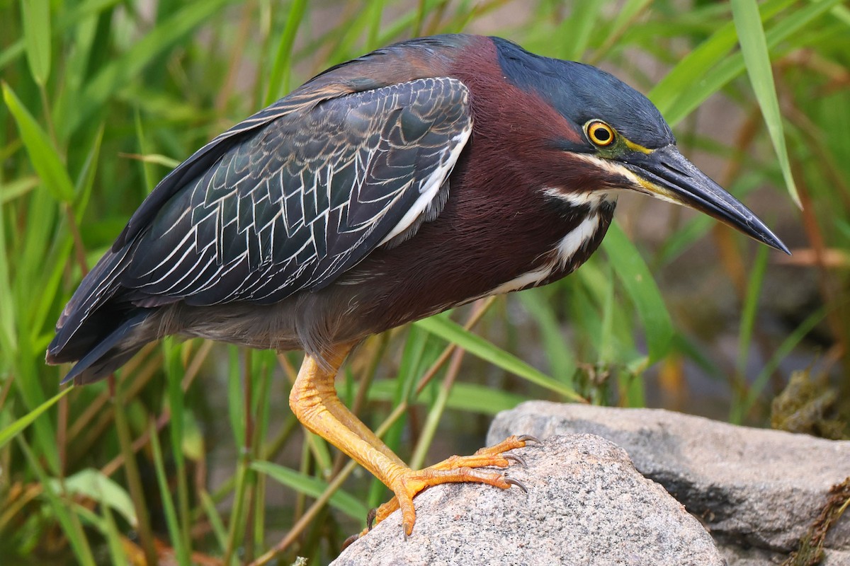Green Heron - ML621444537