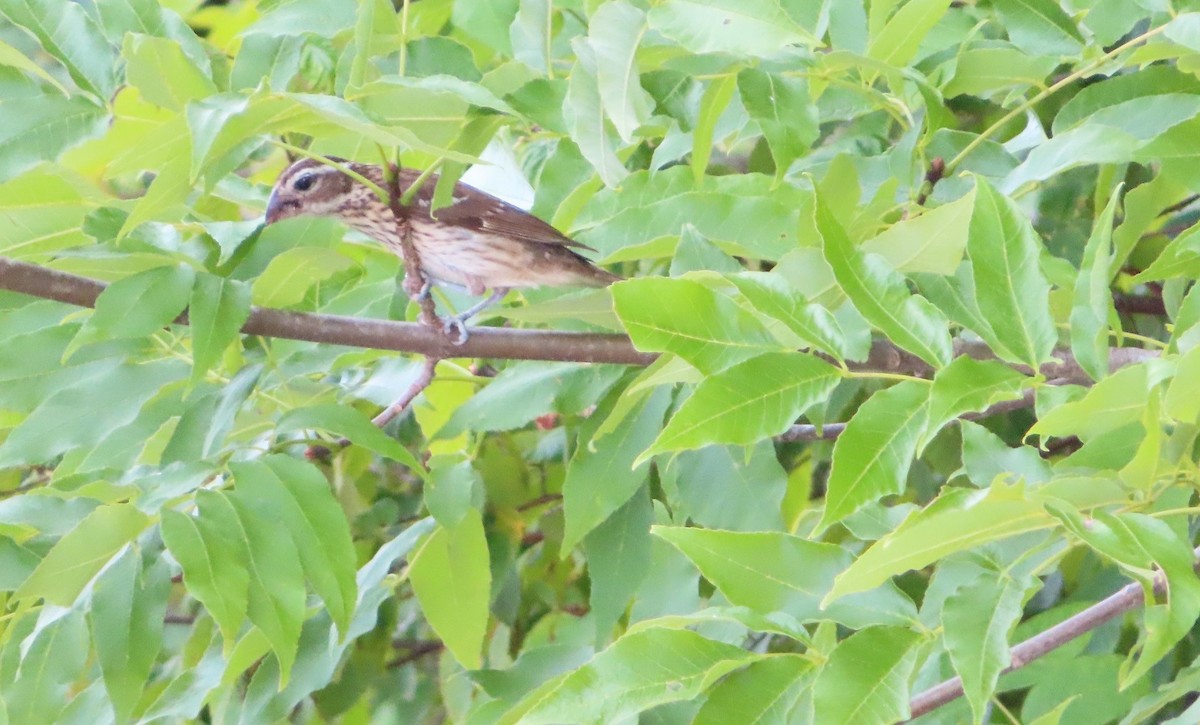 Rose-breasted Grosbeak - ML621444582