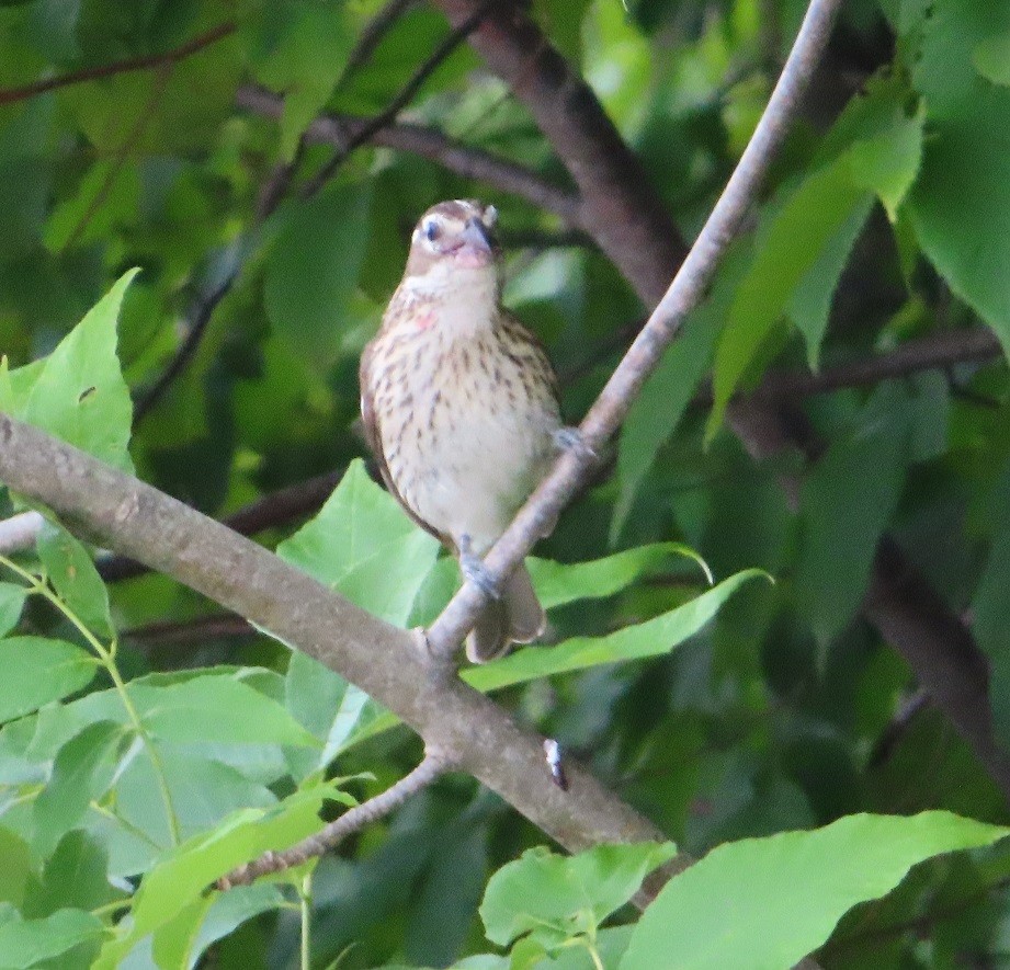Rose-breasted Grosbeak - ML621444585